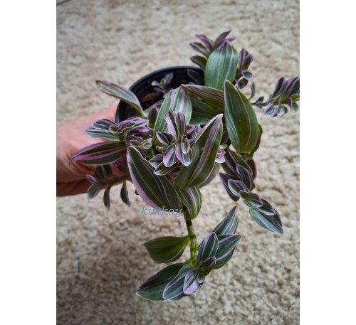 Традесканція кімнатна Світнес (Tradescantia cerinthoides 'Sweetness')